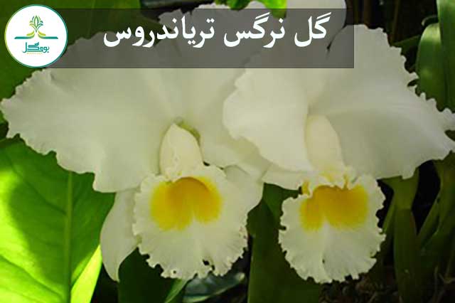 گل نرگس تریاندروس(Triandrus Daffodil )