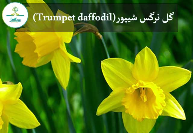 گل نرگس شیپور(Trumpet daffodil)