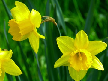 trumpet daffodil