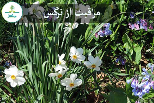  daffodil-flower