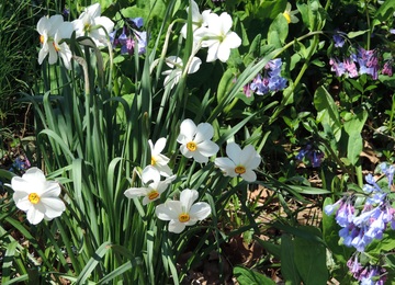 گل های نرگس، سفید در باغ