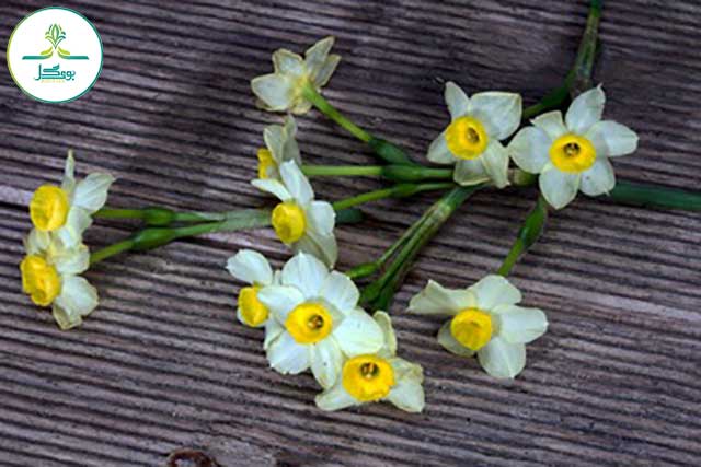  daffodil-flower