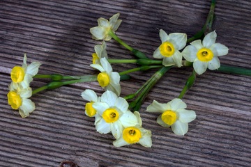 گل نرگس، سفید و زرد