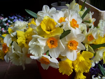 گل نرگس،سفید و زرد