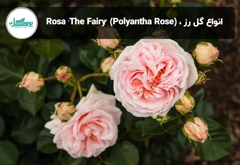 Rosa ‘The Fairy’ (Polyantha Rose)