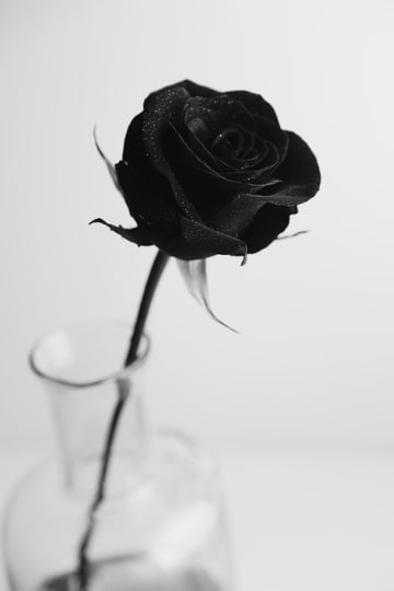 رز سیاه در گلدان شیشه ای
