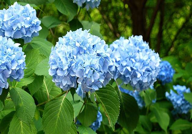 گل ادریسی آبی