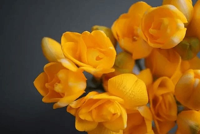 freesia-flowers