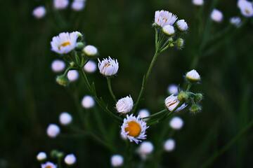  chamomile flowers/ 