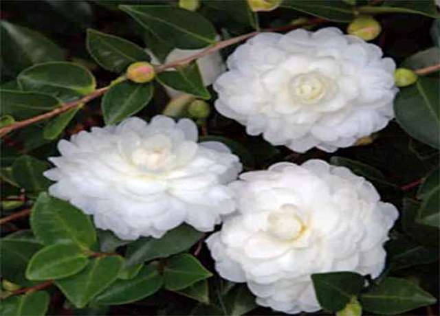camellia October Magic White Shi Shi