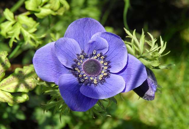 گل شقایق آبی