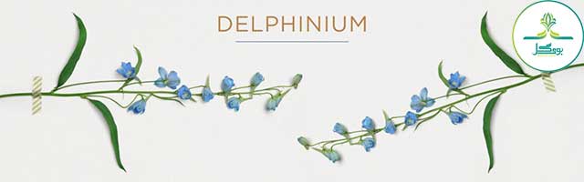  گل پرکننده (دلفینیوم)