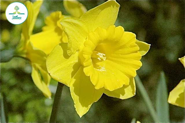 نرگس (Narcissus)
