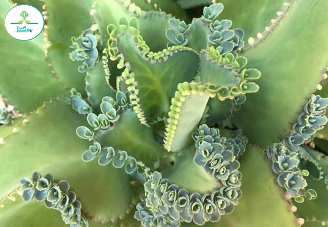 Mother of Thousands 