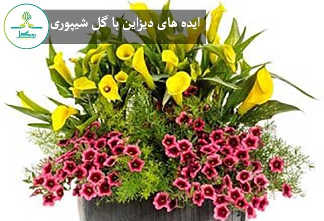 باکس گل شیپوری