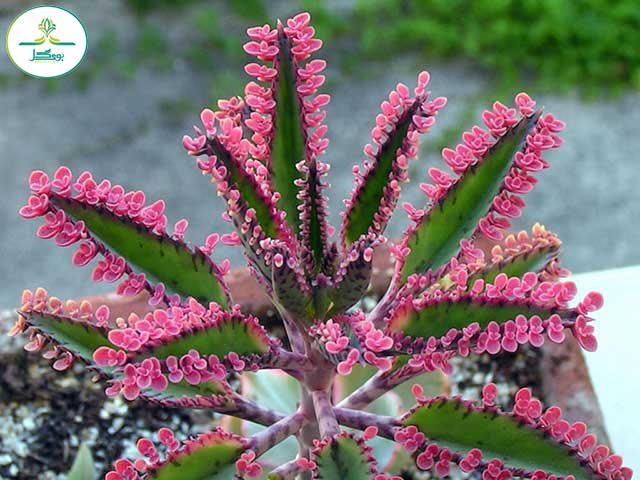 Mother of Thousands pink