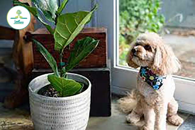 سگ در کنار گیاهان سمی