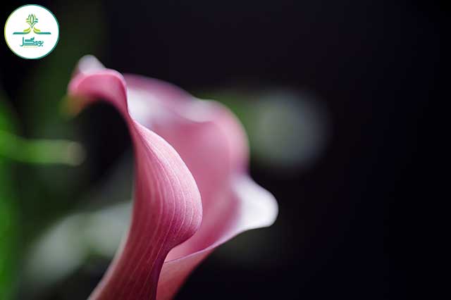 calla-lilies PINK