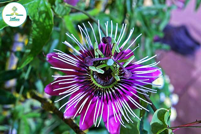 Passion Flower pink