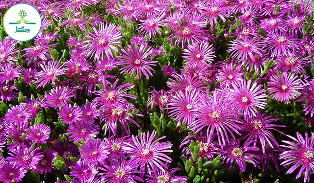 nature-blossom-plant-flower-purple