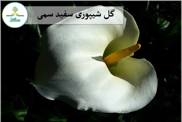 گل شیپوری سفید سمی