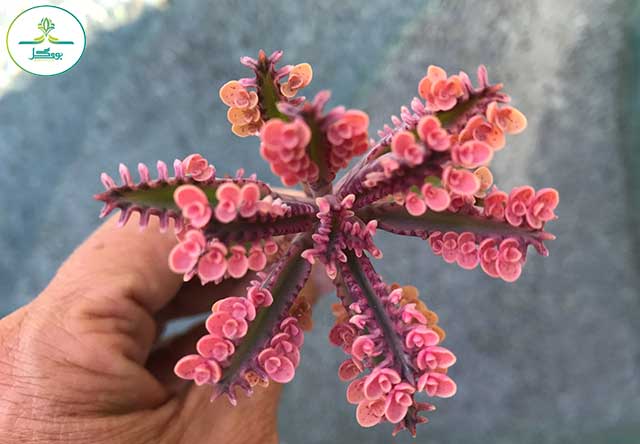 he-colorful-bloom-of-a-pink-kalanchoe-plant-known-also-as-mother-o