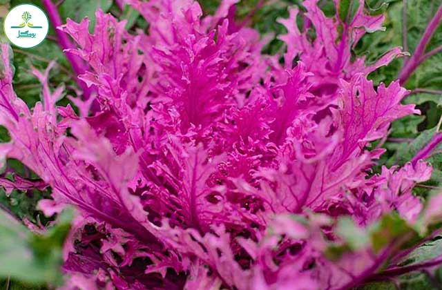 Ornamental Flowering Kale