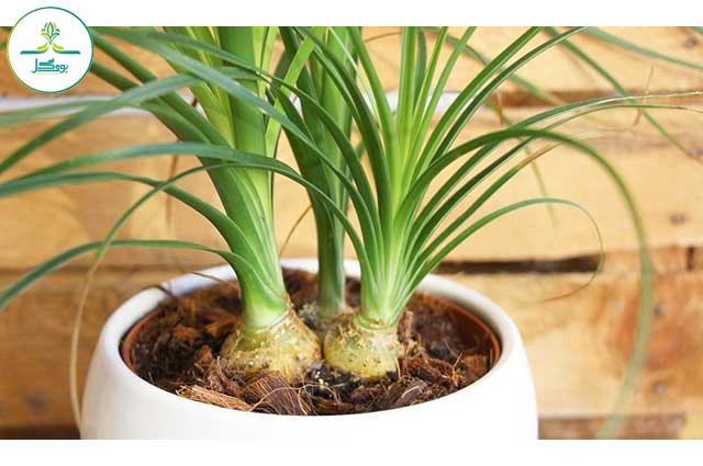 ریشه ی گیاه Ponytail Palm