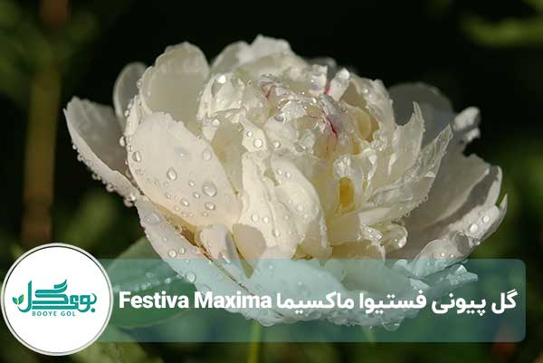 انواع گل پیونی فستیوا ماکسیما Festiva Maxima