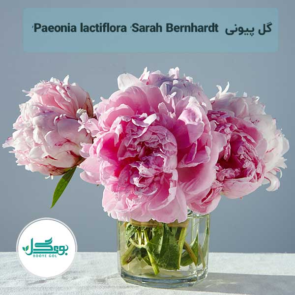 Paeonia lactiflora ‘Sarah Bernhardt’