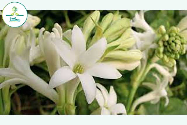 گل مریم سفید