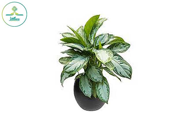Aglaonema plant in the urn