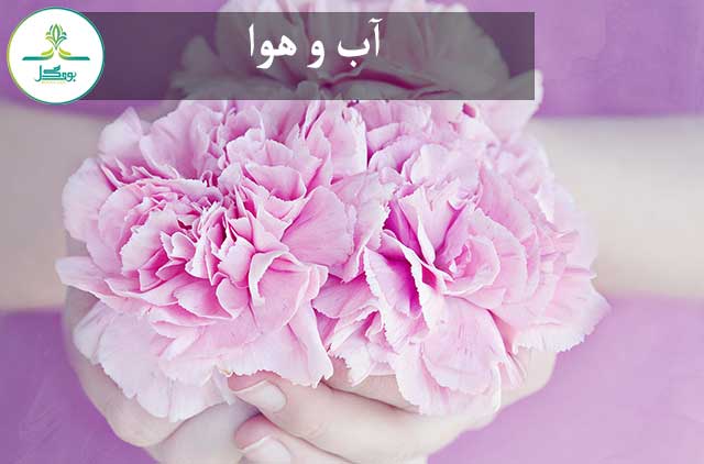plant-flower-petal-bouquet-spring-pink-
