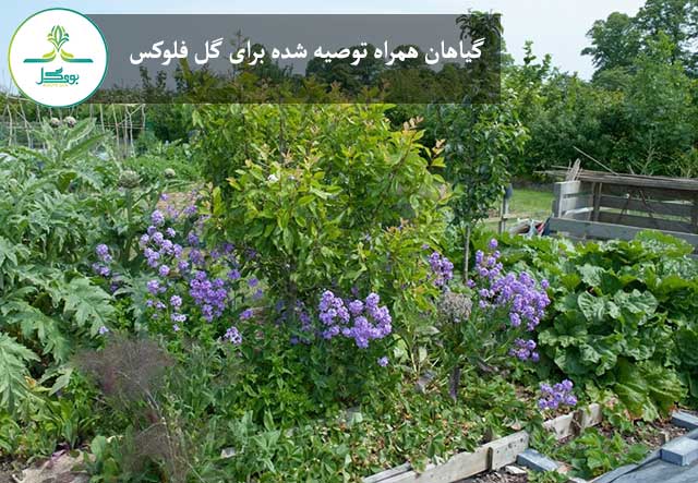گیاهان همراه توصیه شده برای گل فلوکس