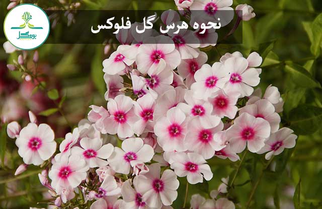 blossom-plant-flower-petal-herb-botany