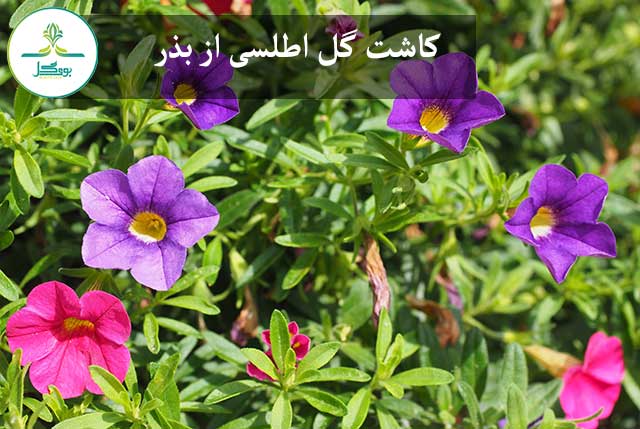blossom-plant-flower-purple-bloom-pink-