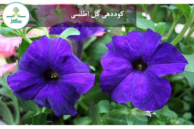 blossom-plant-stem-leaf-flower-purple-