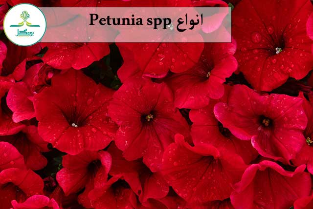 Petunia spp