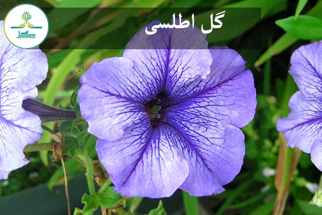 outdoor-blossom-growth-plant-flower-purple
