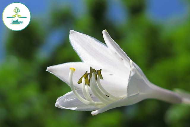 nature-blossom-plant-white-flower-petal