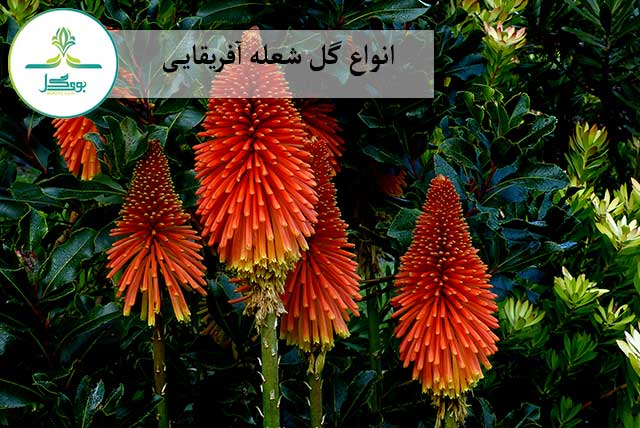 plant-flower-orange-botany-flora-explored