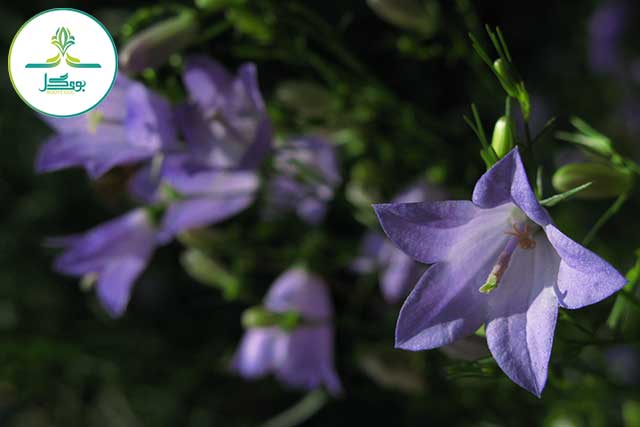 plant-flower-purple-petal-high-botany
