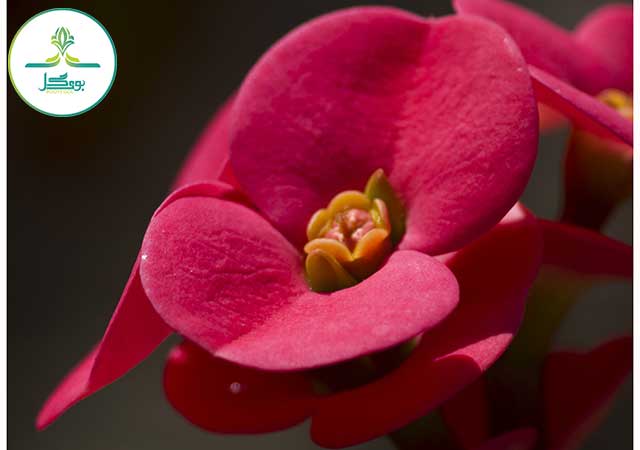 blossom-plant-photography-flower-petal-thorn