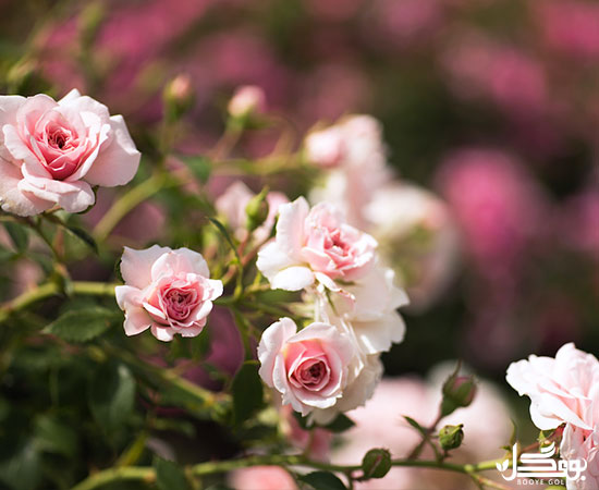 Miniature Rose miniature-rose